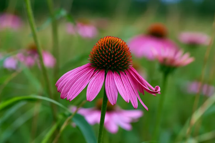 Echinacea flowers in prairie attract attention with their pink petals and striking appearance.