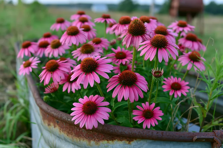 Echinacea flowers in prairie grow in a metal container, showcasing vibrant pink petals against a green background.