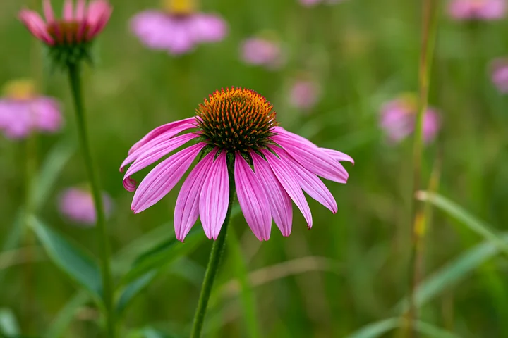 Echinacea flowers in prairie stand tall among greenery, showcasing their unique petals and contrasting centers.
