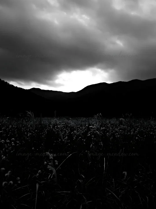 A meadow in Ehime during twilight. The dry seedheads stand tall in the foreground with mountains visible in the background under a cloudy sky.