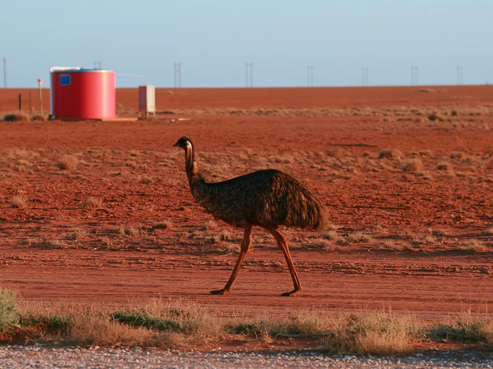 Emu walking across a red outback plain with sparse grass and a large cylindrical structure in the background.