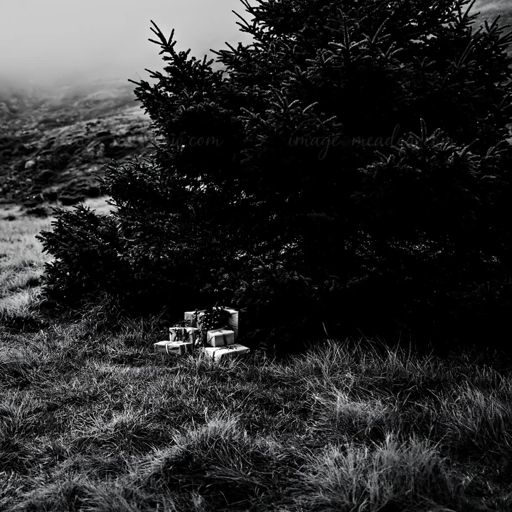 Presents are arranged beneath an evergreen tree in a foggy setting. The gifts are wrapped neatly, resting on the grass. The surrounding area shows a blurred, na