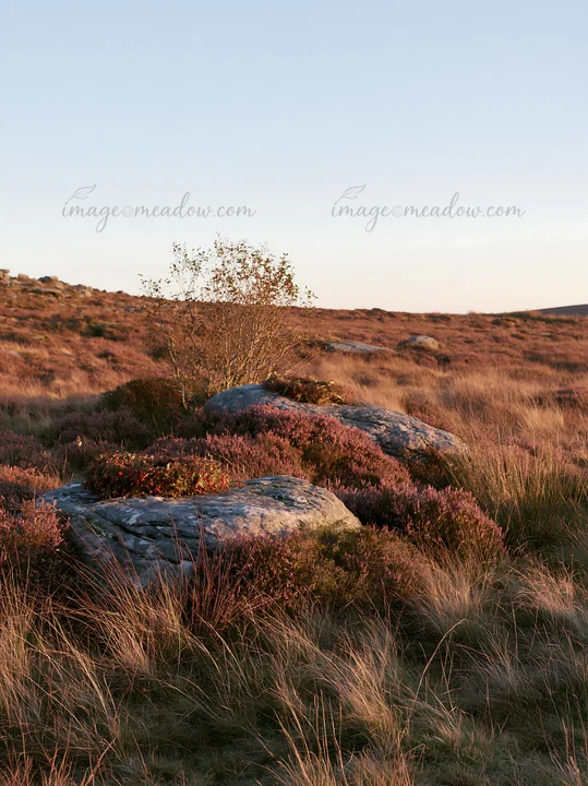 Meadow features pink heather covering the ground and large stones. A small tree stands amid the plants. The scene captures a winter morning light in a natural o