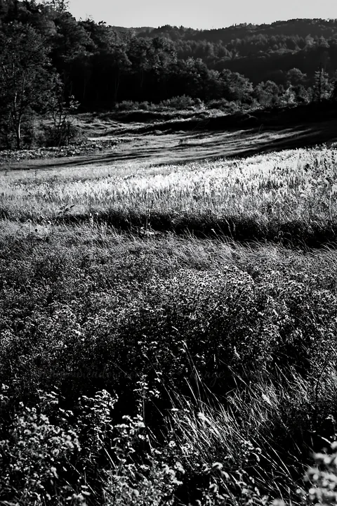 A large meadow in Hokkaido shows vibrant wildflowers and tall grasses, with dewdrops glistening on the plants. This area reflects nature's beauty and restoratio