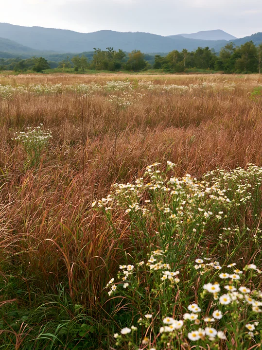 Dewdrops cover wildflowers in a vast meadow in Hokkaido. The landscape features tall grasses and distant mountains under a cloudy sky.