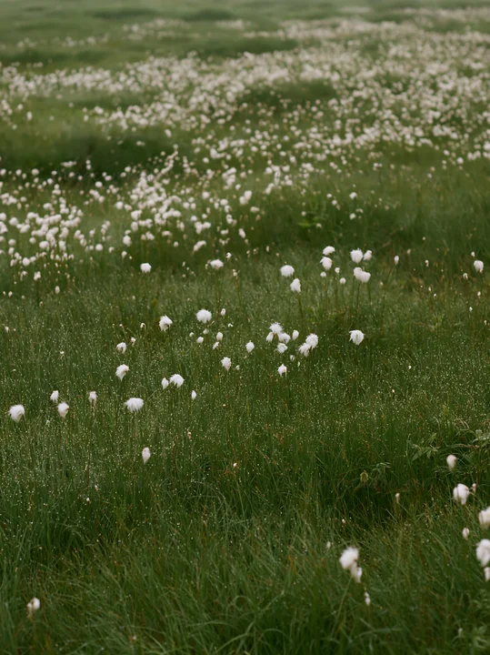 A wide view of a restoration meadow in Hokkaido filled with small white flowers and dewdrops covering the green grass. The scene captures the freshness and natu