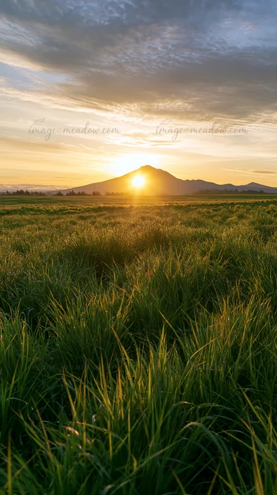 Morning light shines over a restoration meadow in Hokkaido, highlighting dewdrops on grassy plants while mountains rise in the background under a soft sky.