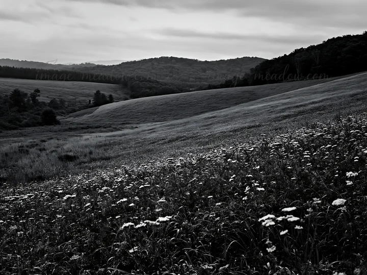 A large meadow in Hokkaido shows lush green grass with dewdrops on plants. Surrounding hills and overcast skies indicate it is early morning or late afternoon.