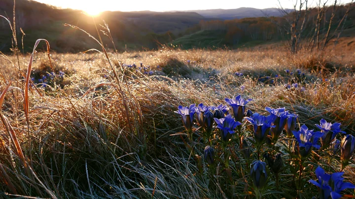 Morning light shines over a large meadow in Hokkaido with blue flowers and dewdrops on the grass. The landscape features gentle hills and a soft breeze, highlig