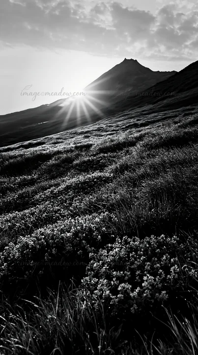 Morning light shines over the dewy meadow filled with purple flowers in Hokkaido. The sun rises behind a mountain, creating a warm glow in the landscape. Presen