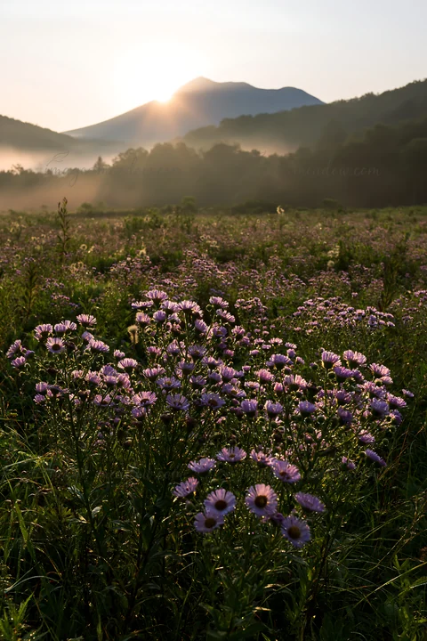 Morning light shines on a meadow in Hokkaido, dotted with clusters of purple flowers. Dewdrops glisten on the grass, creating a fresh and vibrant scene with dis