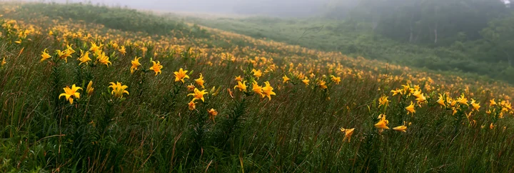 Dewdrops cover yellow flowers in a large meadow in Hokkaido. The vibrant scene shows morning light illuminating the landscape with greenery stretching into the
