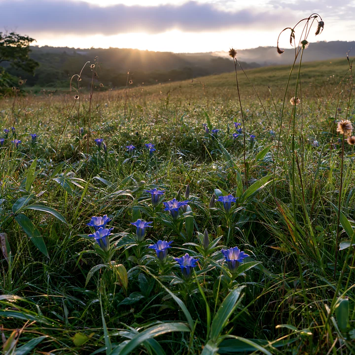 Morning light shines over an expansive meadow in Hokkaido filled with blue flowers and dew-covered grass. The landscape features gentle hills and a cloudy sky i