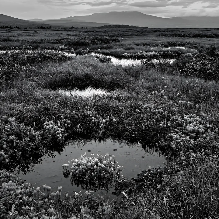 The scene shows a wide restoration meadow in Hokkaido, covered in dewdrops. The lush green grass and water pools reflect a cloudy sky, creating a natural habita