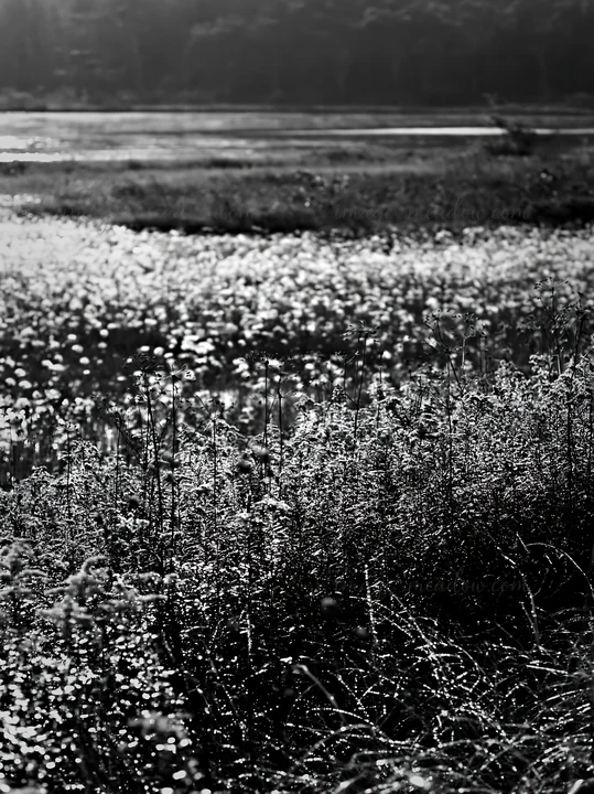 A wide view of a meadow in Hokkaido shows green plants and flowers. Dewdrops glisten in the morning light, reflecting water in the distance. Presented as a prem