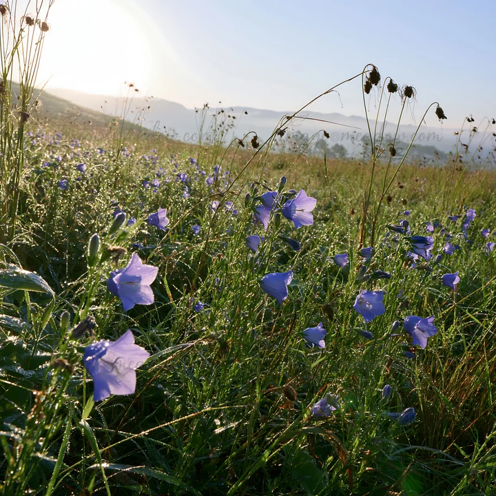 Blue flowers cover a meadow in Hokkaido, highlighted by morning dewdrops. The sunlight shines over the flowers, creating a bright and clear scene in the landsca