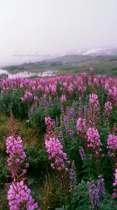 Field of fireweed and lupine flowers fills the meadow. Mountains loom in the background under a cloudy sky. This scene captures nature in a serene location.