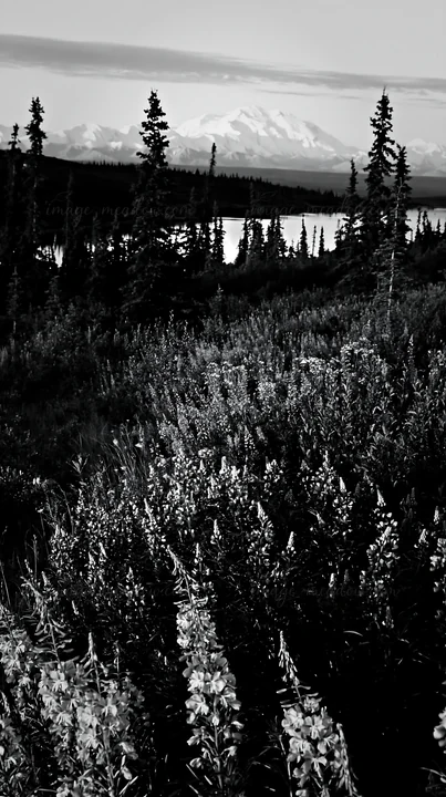 Wildflowers cover the ground showcasing fireweed and lupine. Tall trees stand around the meadow with mountains and a lake in the background under a cloudy sky.