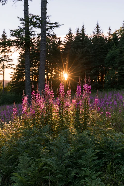 Bright pink fireweed flowers bloom in a meadow as the sun sets behind trees. The scene captures the end of the day with light shining through the flowers in the
