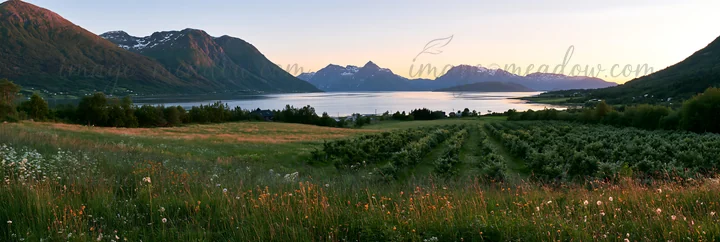 A view of an orchard meadow next to a fjord surrounded by mountains. The sun sets over the water, creating a warm glow in the evening sky. Flowers bloom in the