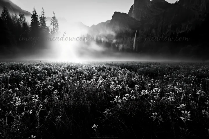 A field filled with flowers is located near a mountain and a waterfall. The scene is captured in a noir style during the early morning hours, highlighting the n