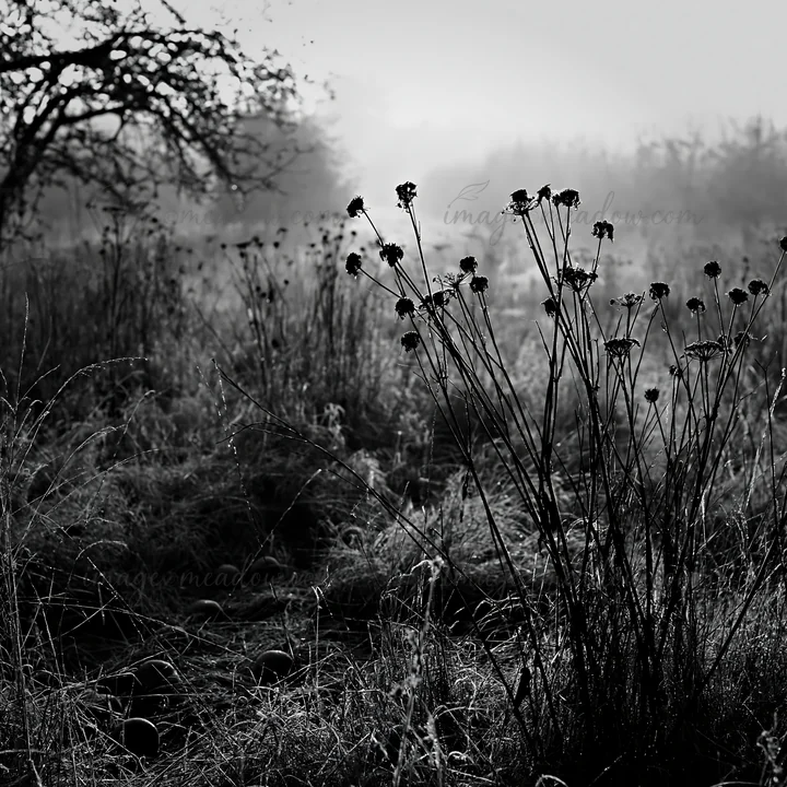 A meadow in an orchard features wildflowers growing tall amidst fog. The scene captures the early morning atmosphere, with dew on the grass and trees in the bac