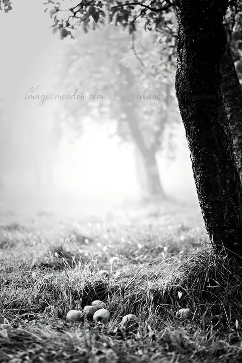 An orchard is covered in fog with trees in the background. Fallen apples are scattered in the grass, showing signs of harvest. The scene presents a quiet moment