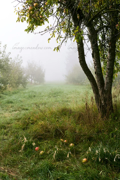 The scene shows a foggy orchard meadow with trees and scattered fallen apples on the grass. The atmosphere is filled with fog, creating a soft, muted landscape.