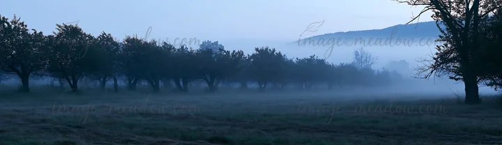Fog blankets an orchard meadow in the early morning. Trees stand quietly under the mist as the landscape fades into the distance. Gentle light breaks through th
