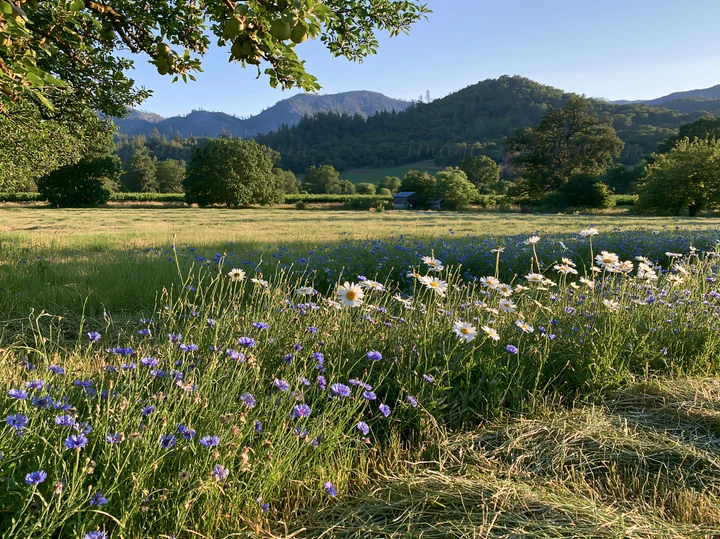 The scene shows a foothill orchard meadow filled with wildflowers. Trees surround the area, and the distant hills provide a backdrop. This setting captures a cl
