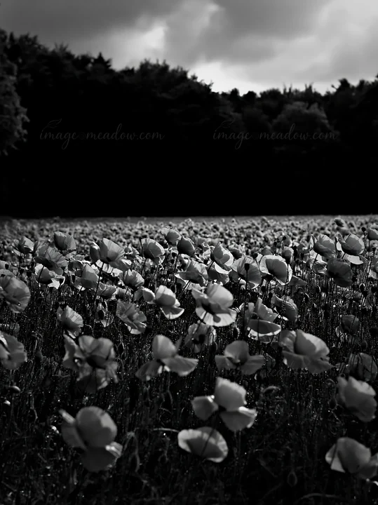 A large field of flowers is located at the edge of a forest. The flowers are arranged in rows, with dark trees visible in the background. The scene depicts a cl