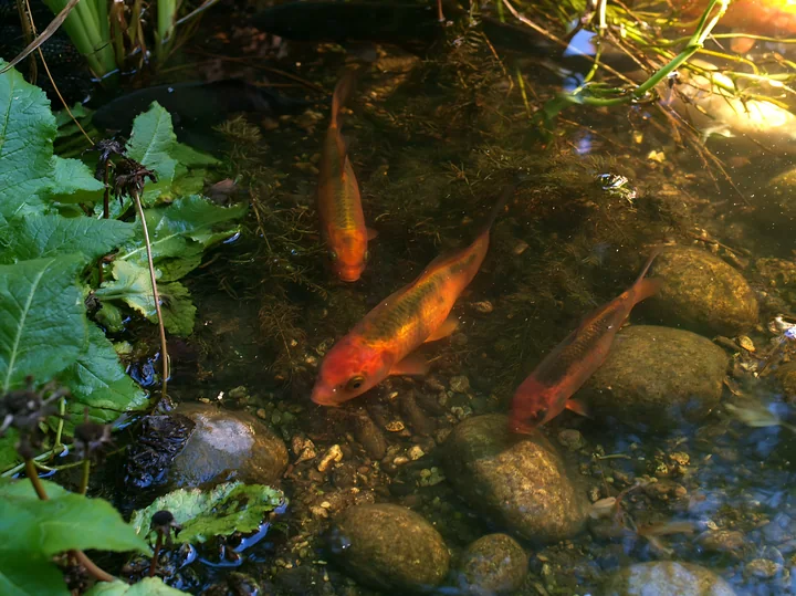 Four colorful fish swim in a small pond in a natural woodland garden.