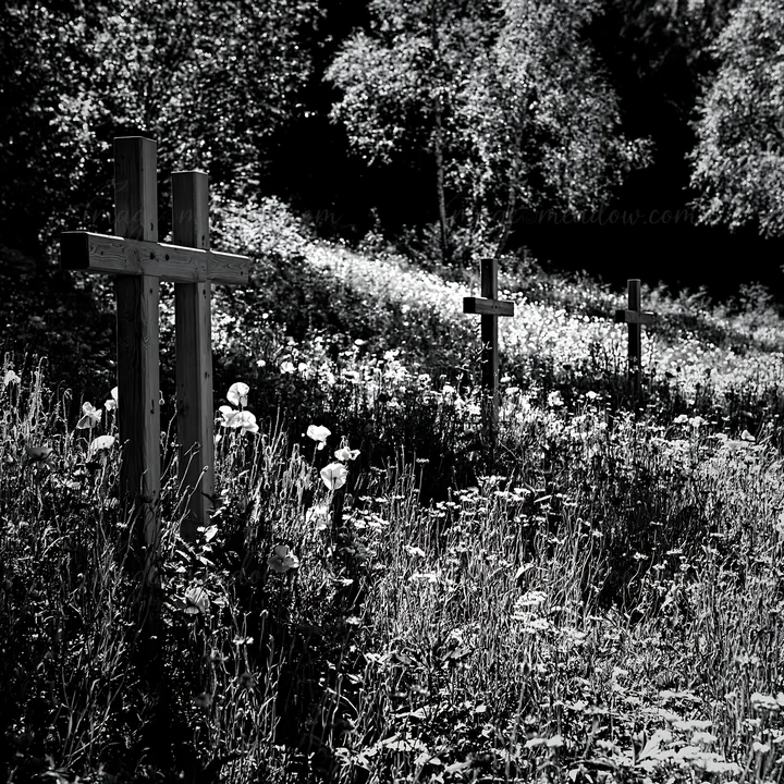 Four wooden crosses stand in a meadow filled with flowers. The scene is set during the Christmas season, surrounded by greenery and trees. The sunlight casts sh