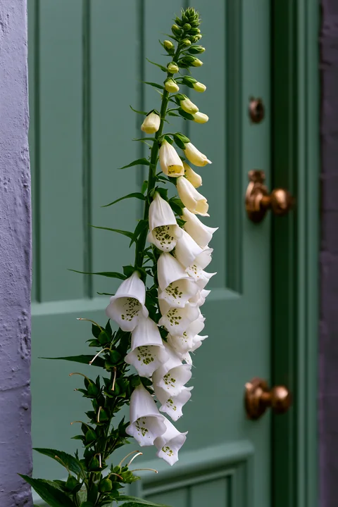 Foxglove flowers are growing next to a cottage door.