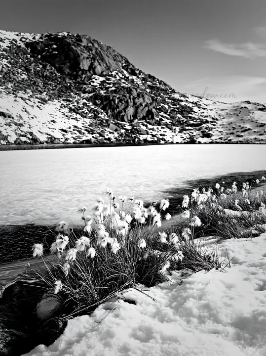 A frozen tarn meadow sits under a clear sky with snow-covered rocks surrounding it. Grass peeks through the snow along the edge of the ice. Presented as a premi