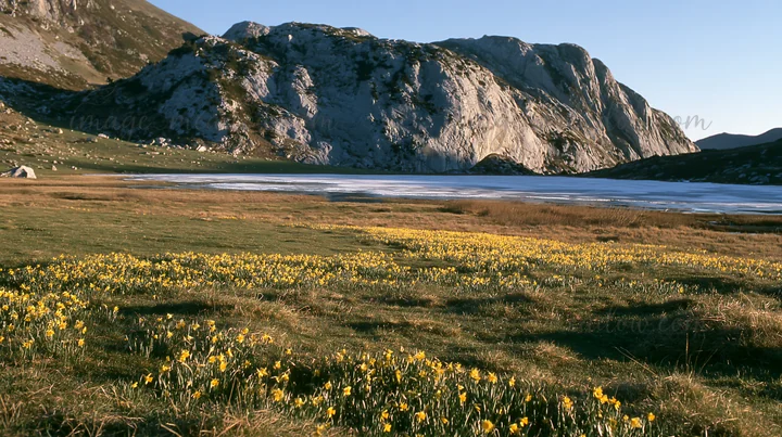 The scene shows a frozen tarn in a meadow with blooming yellow flowers. There are rocky mountains in the background and the sun is shining over the landscape du