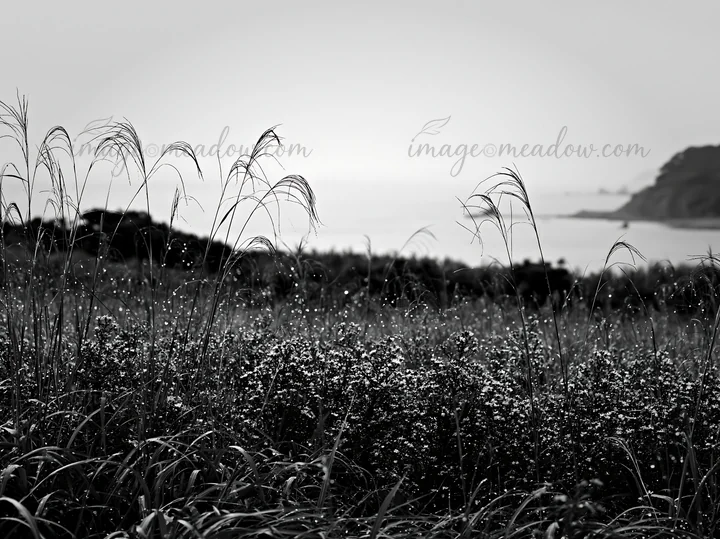 Rain droplets rest on grass in a meadow in Fukui. The wet grass stands tall against a distant view of water and greenery, giving a glimpse of nature's beauty af