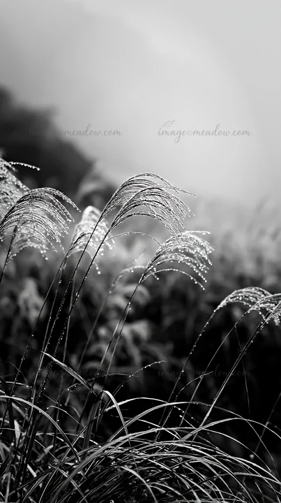Rain droplets rest on native grass in Fukui. The wet meadow reflects a typical scene in the region, capturing the essence of nature after a rain shower.