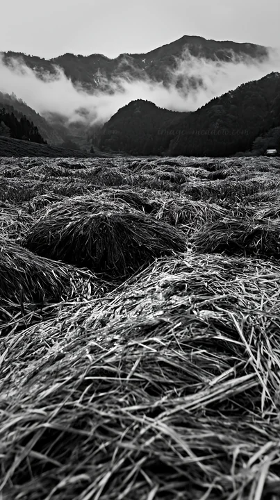 Rain droplets rest on the Fukui native grass meadow, highlighting straw bundles in a lush setting. Mountains loom in the background under cloudy skies. Presente