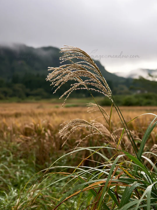 Grass in a meadow in Fukui shows rain droplets on blades. The scene has a distant mountain backdrop. Overcast clouds cover the sky, indicating recent rain. The