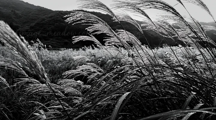 Rain droplets rest on Fukui native grass in a meadow amid hills. The scene captures the lush vegetation swaying gently in the breeze under an overcast sky. Pres