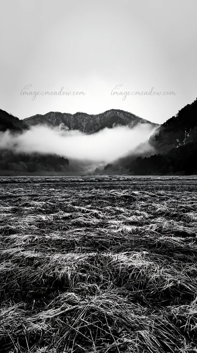 Grass meadow in Fukui gets rain droplets as fog covers the mountains. The scene shows wet grass and low clouds. This takes place in a rural area during cloudy w