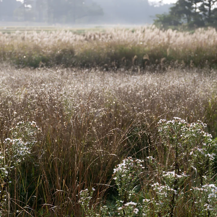 Rain droplets rest on the native grass in a meadow in Fukui. The morning light enhances the natural setting and highlights the delicate plants.