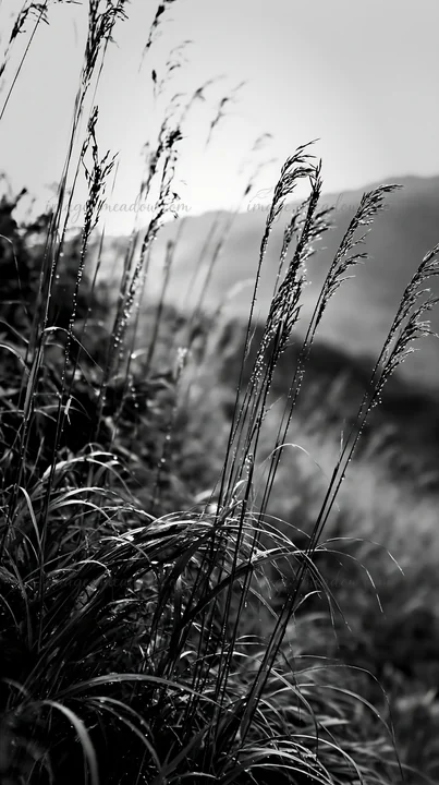Grass blades in a Fukui native grass meadow show rain droplets. The image captures the natural setting of the meadow with hills in the background.