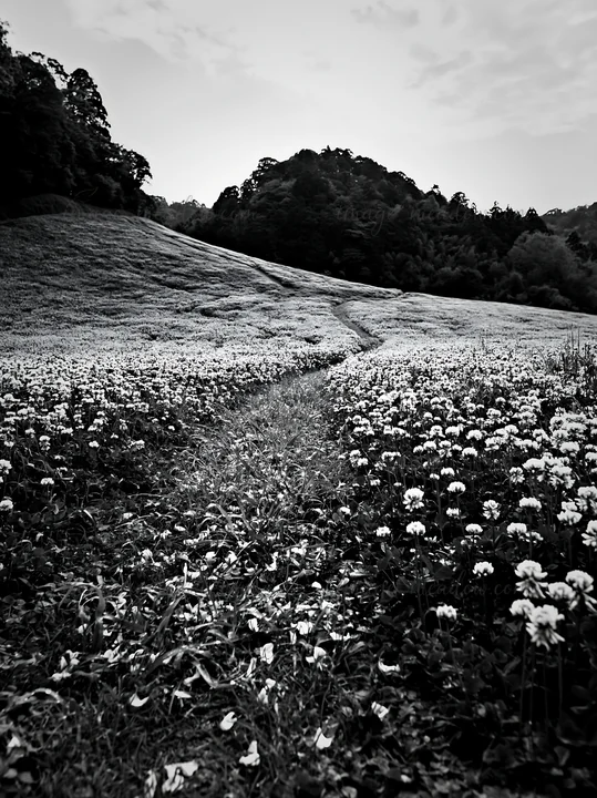 A green meadow in Fukuoka features a path surrounded by blooming flowers. The scene captures the beauty of nature under a partly cloudy sky. Presented as a prem