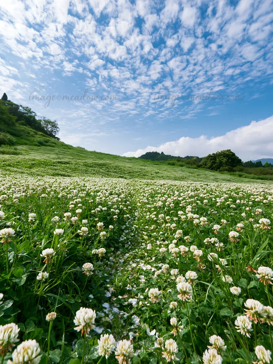 A meadow in Fukuoka fills with white flowers under a blue sky. The scene captures the natural beauty of spring, showcasing a vibrant landscape with blooming flo