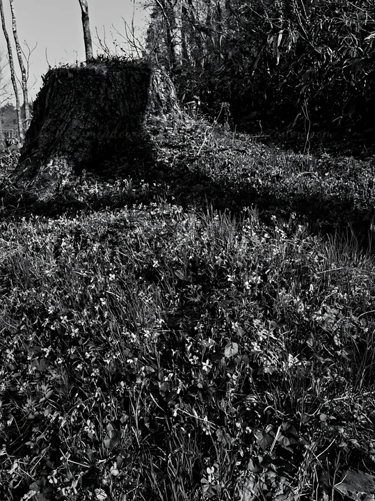 The scene shows a meadow in Fukushima with a weathered stump on the ground. Wildflowers grow around the stump, and the light creates shadows across the grass. T