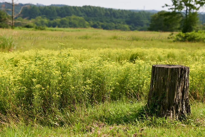 A weathered stump stands in a grassy meadow filled with yellow flowers. The landscape features lush greenery under a clear sky, offering a view of distant hills