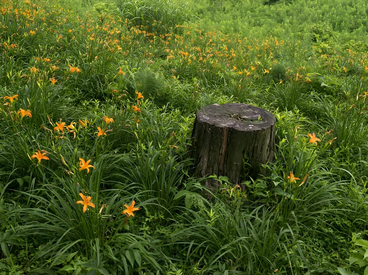 A weathered stump stands in a lush meadow in Fukushima, surrounded by vibrant orange flowers and thick green grass. The scene captures the natural beauty of the