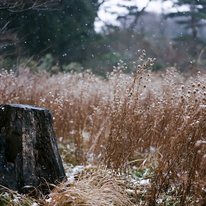 A weathered stump stands in a meadow in Fukushima, surrounded by tall grass and small plants. Snow is falling, creating a quiet winter atmosphere in the landsca